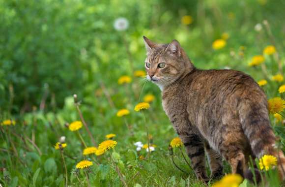 Depth Of Field Dandelion Summer Animal Cat wallpapers hd quality