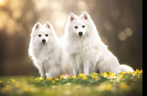 Depth Of Field Dog Flower Animal Spitz