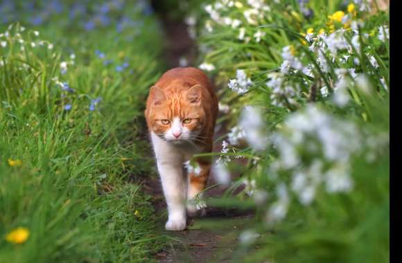 Depth Of Field Grass Animal Cat wallpapers hd quality