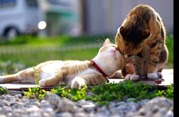 Depth Of Field Love Animal Cat wallpapers hd quality