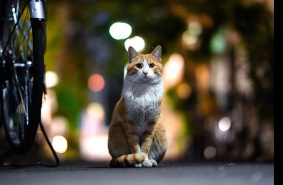 Depth Of Field Stare Animal Cat