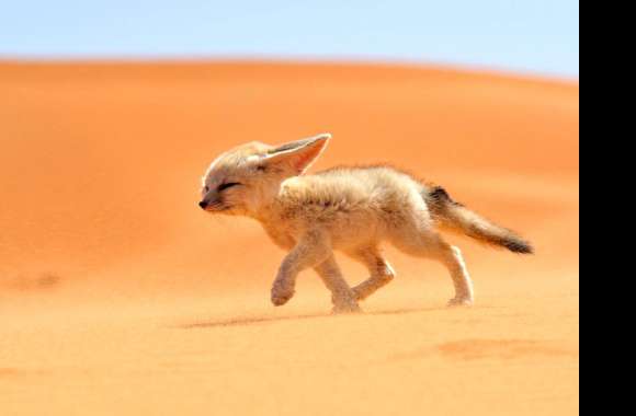 Desert Delight Adorable Fennec Fox