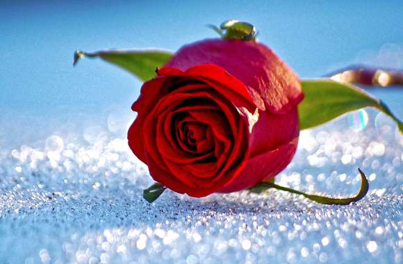 Dew-Kissed Red Rose wallpapers hd quality