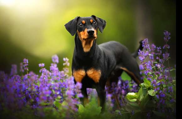 Doberman Puppy Amid Flowers wallpapers hd quality