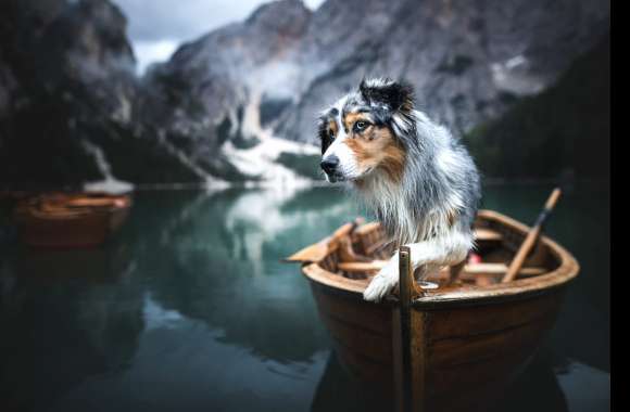 Dog Animal Australian Shepherd