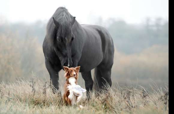 Dog Animal Horse