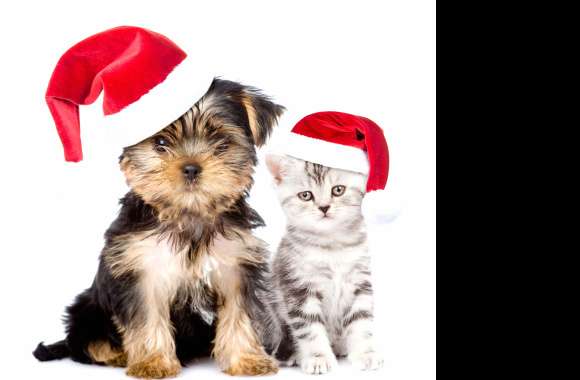Dog Cat Santa Hat Kitten Puppy Christmas Holiday Animal Cat & Dog wallpapers hd quality