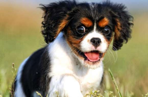 Dog Puppy Cavalier King Charles Spaniel