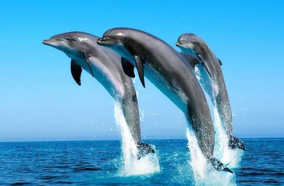 Dolphin Trio