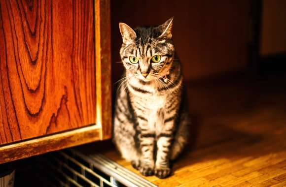 Doorstep Animal Cat