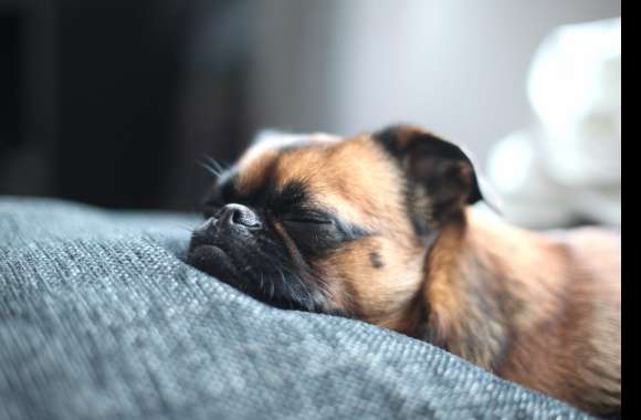 Dreaming Pug wallpapers hd quality