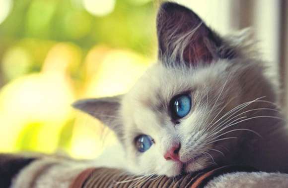 Dreamy Blue-Eyed Cat -