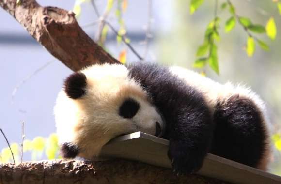 Dreamy Panda Slumber wallpapers hd quality