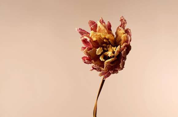 Dried Dahlia flower