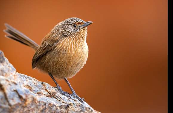 Dusky Grasswren Animal Wren