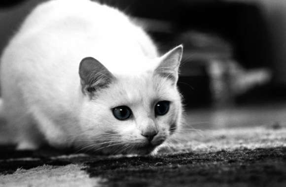 Elegant Black & White Cat - wallpapers hd quality