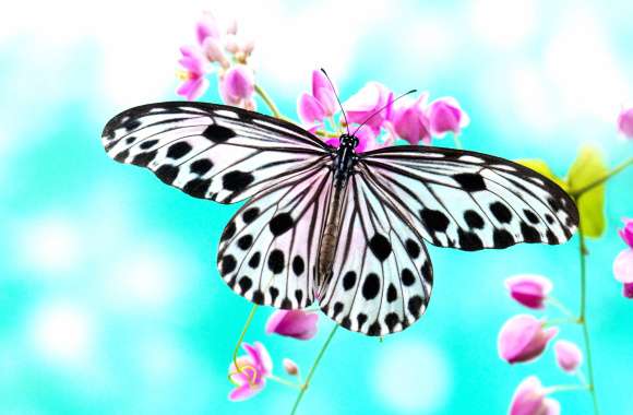 Elegant Butterfly Bliss