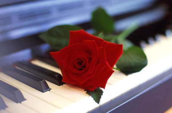 Elegant Harmony of a Rose on a Piano