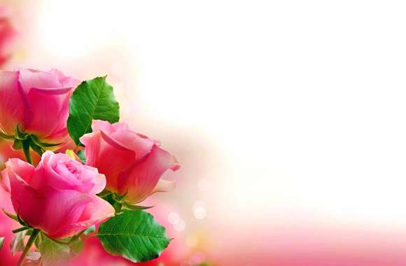 Elegant Pastel Pink Roses -