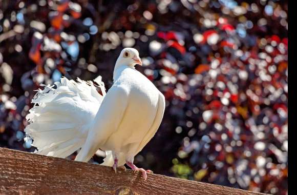 Elegant Pigeon -