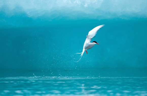 Elegant Tern in Water - Stunning