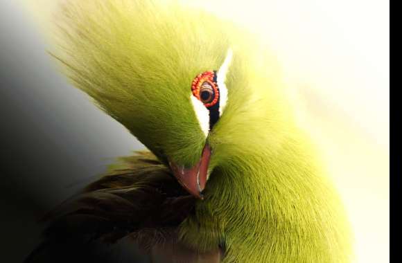 Elegant Turaco