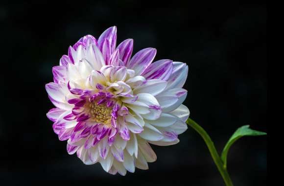 Elegant White Dahlia - HD Nature Wallpaper