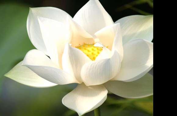 Elegant White Lotus