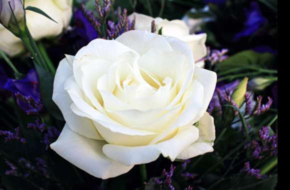 Elegant White Rose for Nature Lovers