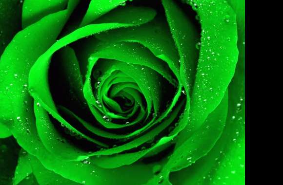 Emerald Rose