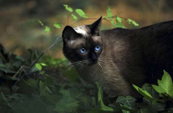 Enchanted Blue-Eyed Cat in Nature - wallpapers hd quality