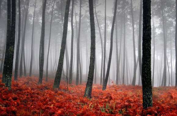 Enchanted Forest Fog -