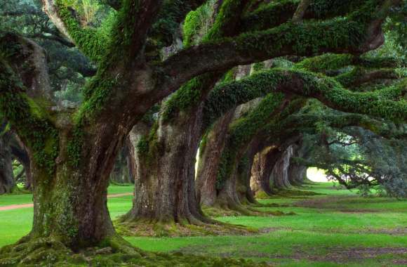 Enchanted Park Moss-Covered Trees