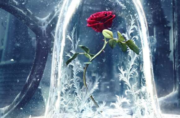 Enchanted Rose - Beauty and the Beast