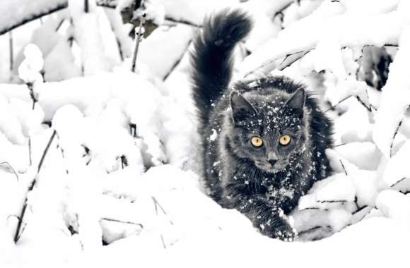 Enchanting Black Cat in Snow -