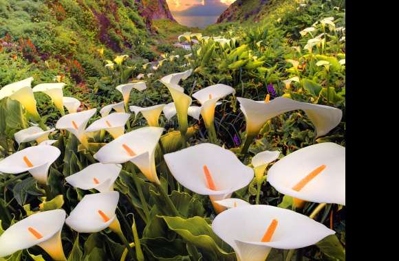 Enchanting Calla Lily Fields - wallpapers hd quality