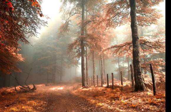 Enchanting Fall Forest Path -