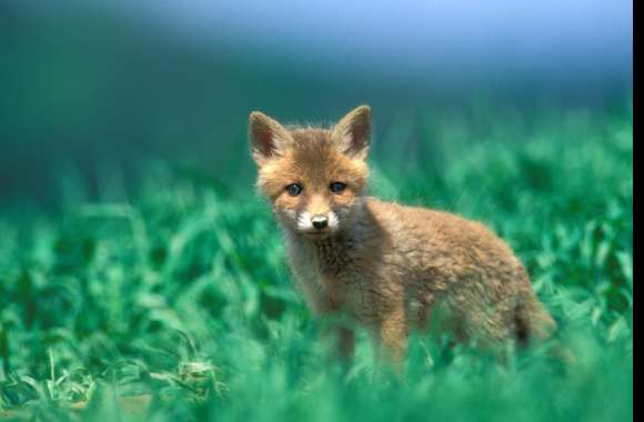 Enchanting Fox in the Green