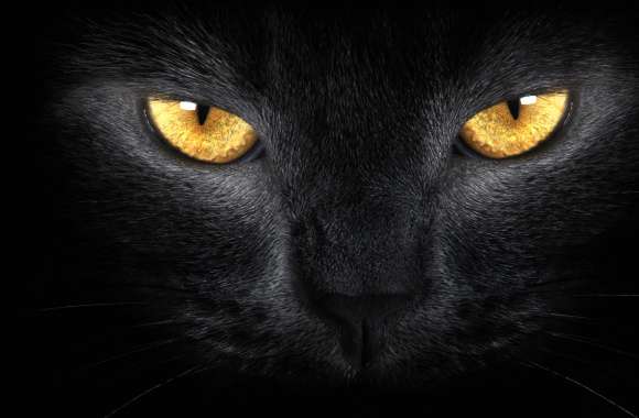 Enigmatic Cat wallpapers hd quality