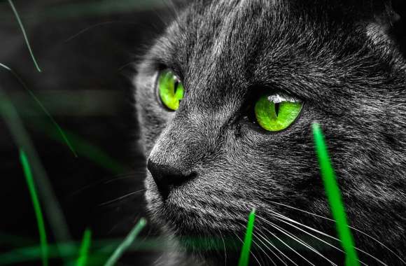 Enigmatic Green-Eyed Cat