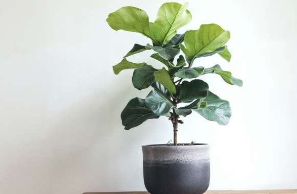 Enjoy the HD Fiddle Leaf Fig Wallpaper - Free