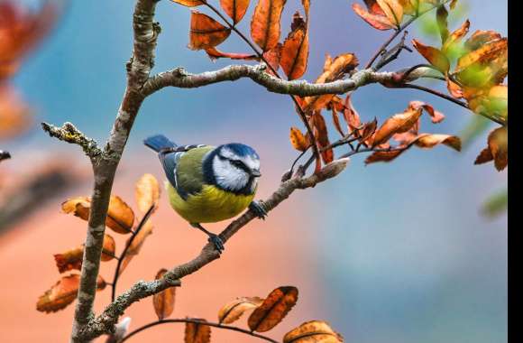 Eurasian Blue Tit Animal Titmouse wallpapers hd quality