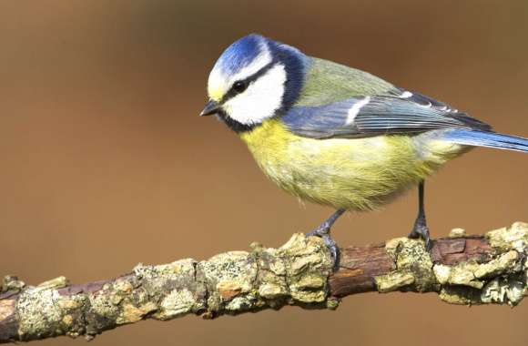 Eurasian Blue Tit on Branch