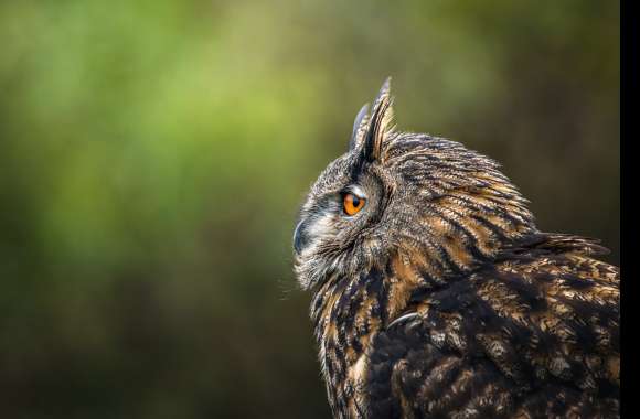 Eurasian Eagle-owl Animal Owl 8k Ultra