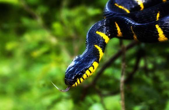 European Cat Snake wallpapers hd quality