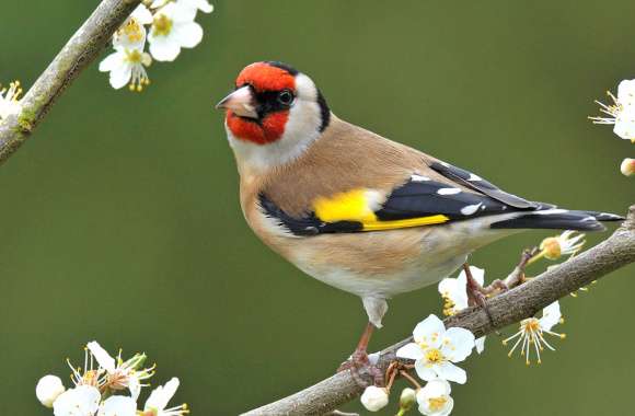 European Goldfinch Among Blossoms -