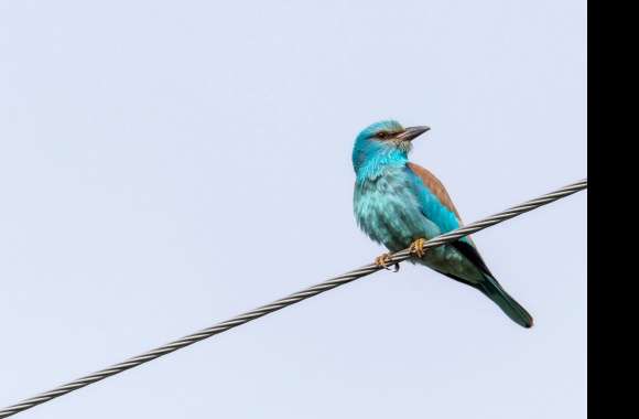 European Roller Animal Roller wallpapers hd quality