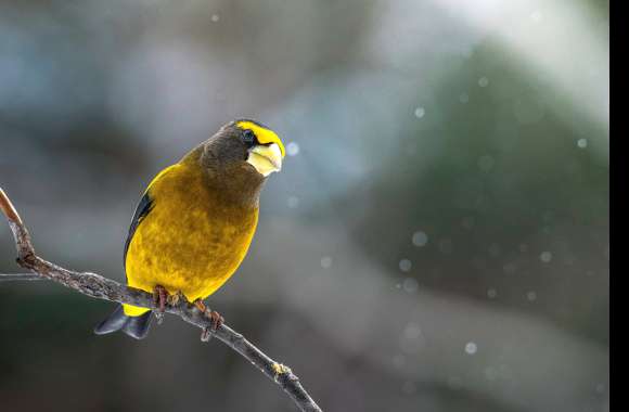 Evening Grosbeak Animal Grosbeak wallpapers hd quality