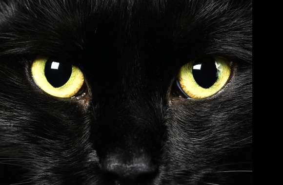 Eye Close-up Animal Cat wallpapers hd quality