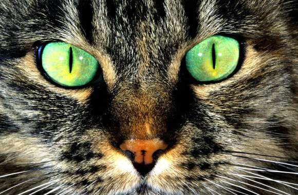 Eye Green Macro Animal Cat wallpapers hd quality